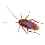 Las Vegas Cockroach Control Services