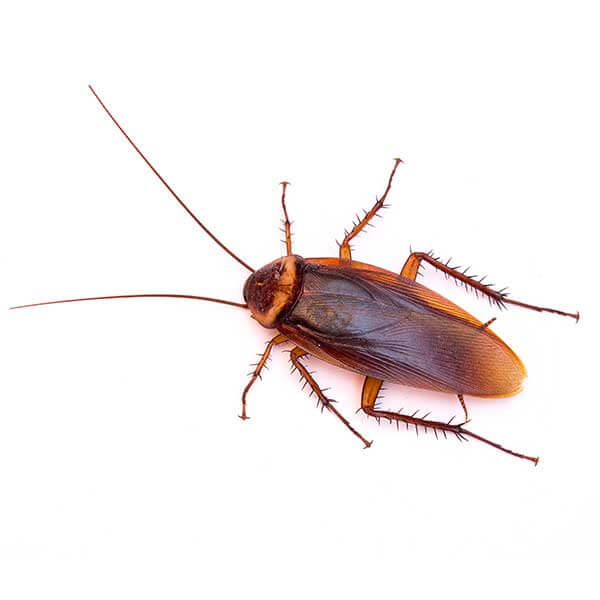 Roach Exterminator Las Vegas
