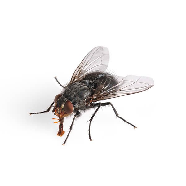 Las Vegas Fly Control and Extermination