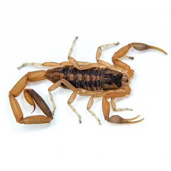 Scorpion pest control