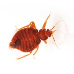 Las Vegas Bed Bug Control Services