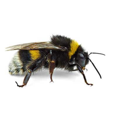 Bee Control Las Vegas Bee Control Las Vegas