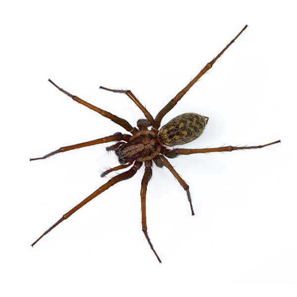 House Spider Control Las Vegas