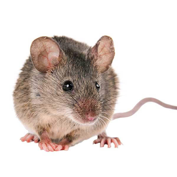 house mouse rodent pest control services