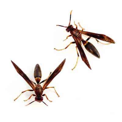 Wasp Control Las Vegas Wasp Control Las Vegas