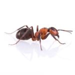 Las Vegas Ant Control Services