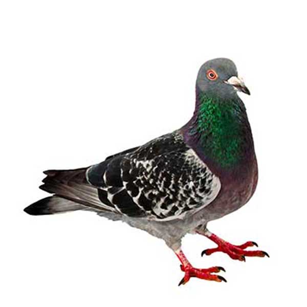 Las Vegas Bird Removal Services image of a pigeon