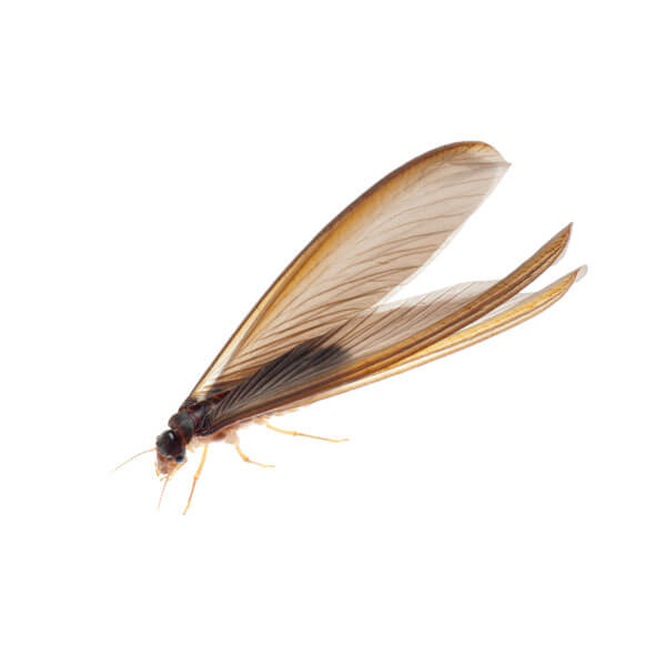 Termite Control Las Vegas Termite Pest Control Las Vegas
