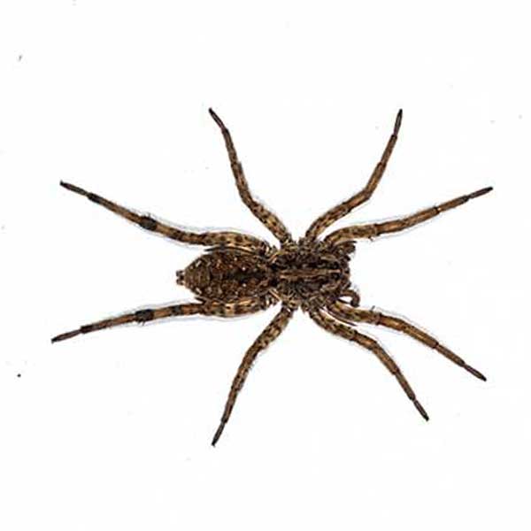 Las Vegas Spider Control Services Las Vegas Spider Control Services