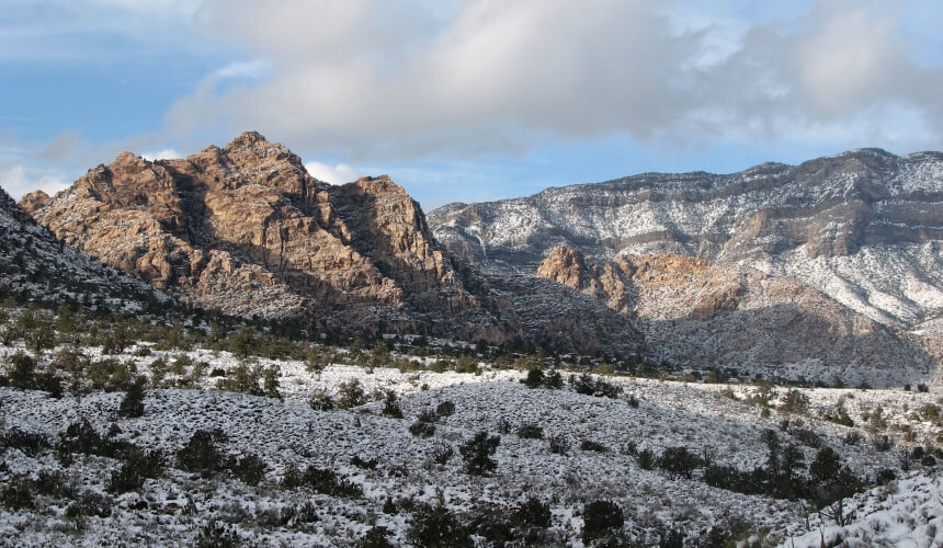 Southern Nevada Winter Desert Pests