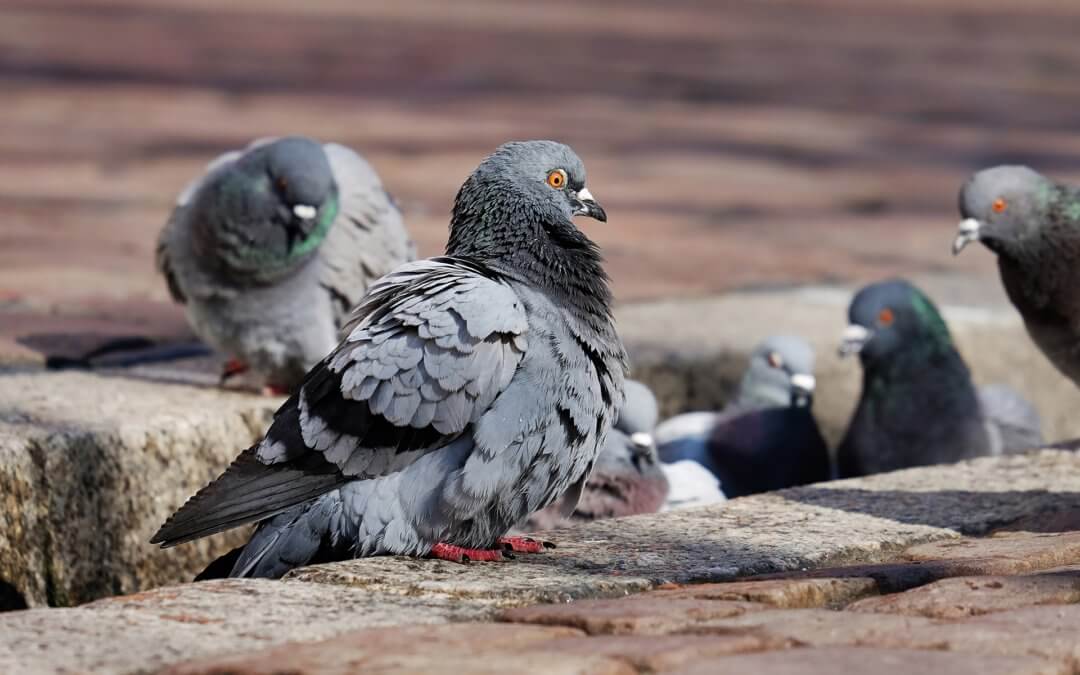 Why You Should Get Rid of Pigeons