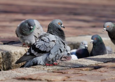 Why You Should Get Rid of Pigeons