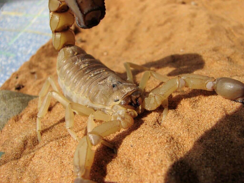 Bark Scorpion