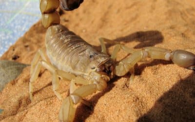 Scorpion Scares