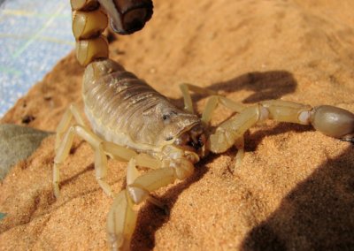 What To Do When You Spot Scorpions In Your Home