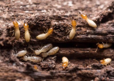 Protecting Your Home From Termites