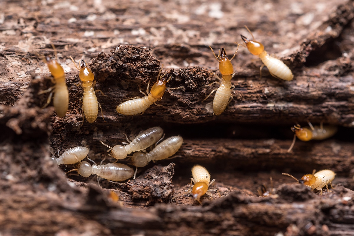 Protecting Your Home From Termites