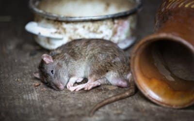 Rodent Infestations and Diseases Associated With Rodents