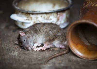 Rodent Infestations and Diseases Associated With Rodents