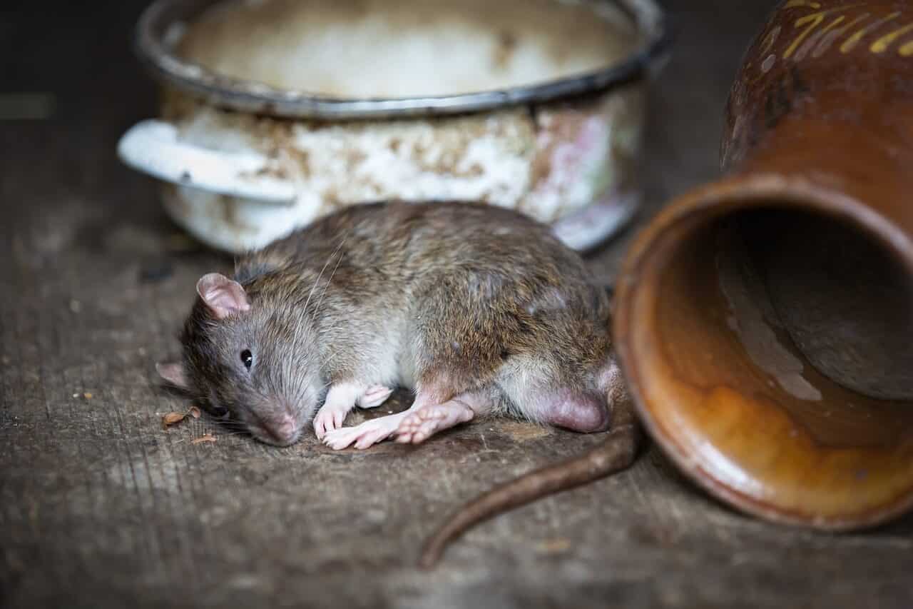 Rodent Infestations and Diseases Associated With Rodents