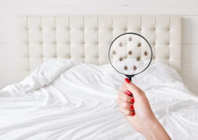How To Spot and Get Rid of Bed Bugs