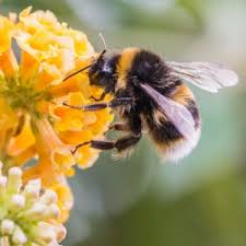 bumble bee