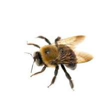 Carpenter Bees