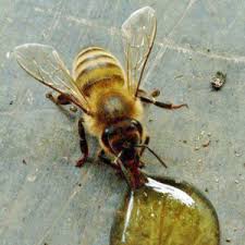 honey bee
