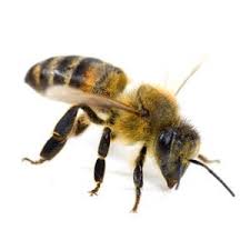 killerbee killer bee