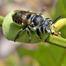 Leafcutter bees