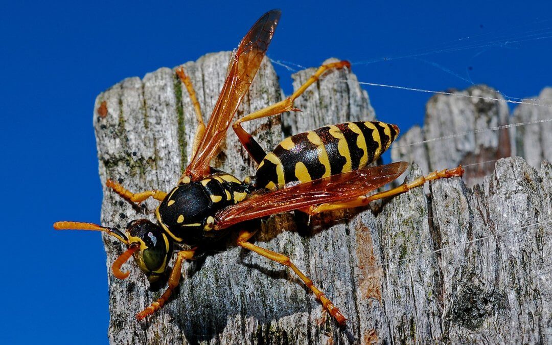 How To Identify Wasps Nests and What To Do Next