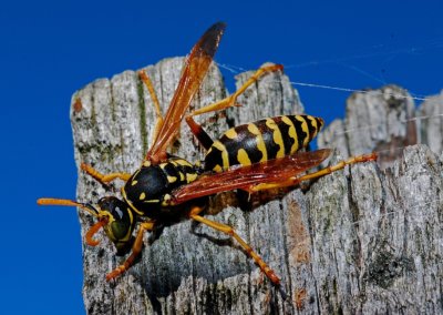 How To Identify Wasps Nests and What To Do Next