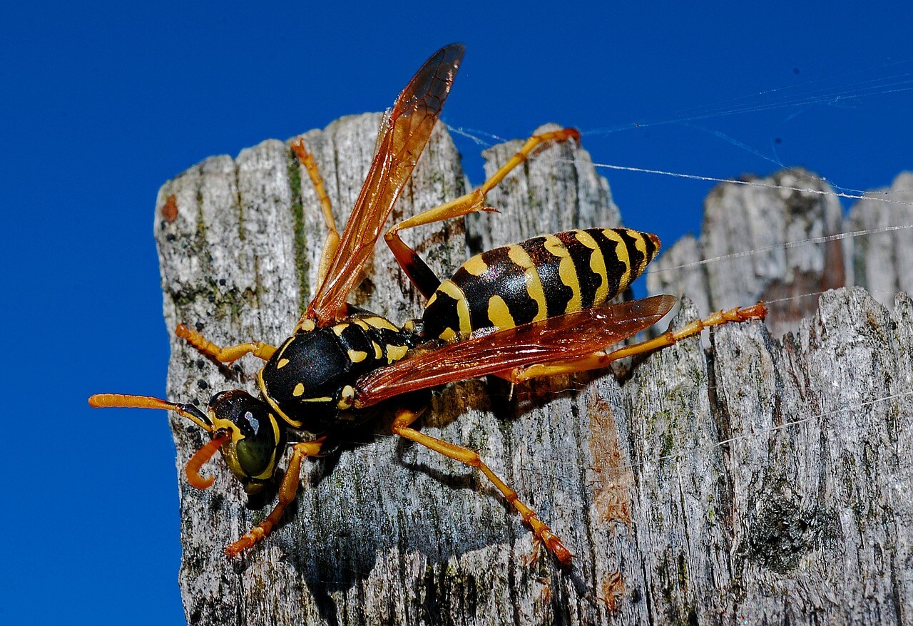 wasp nests