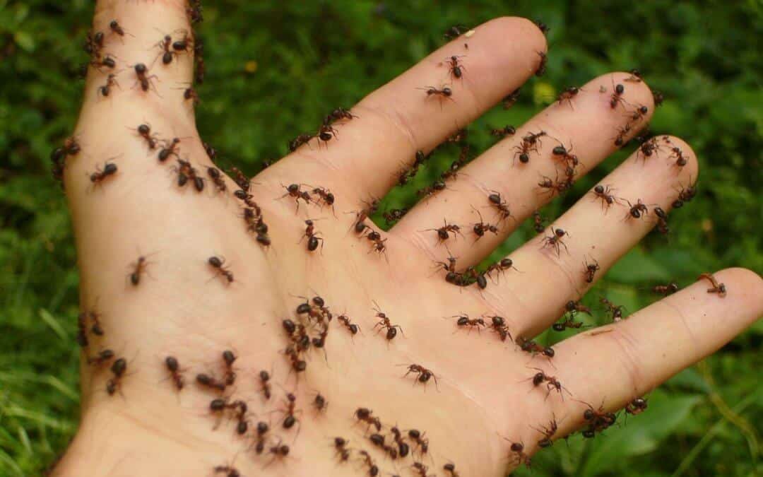 Ants: Prevalence and Prevention and Protecting Your Home