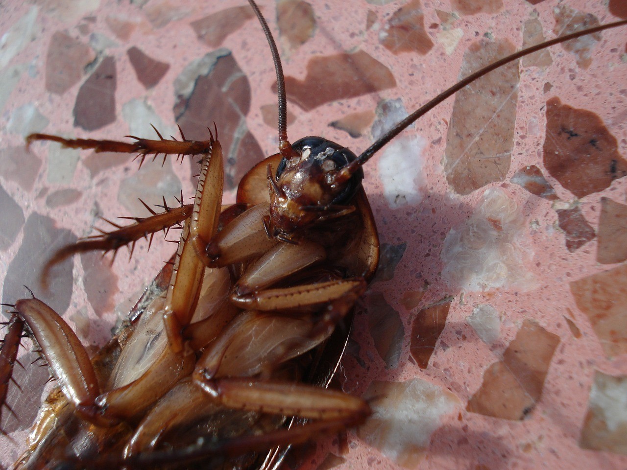 cockroach pest control cockroach pest control