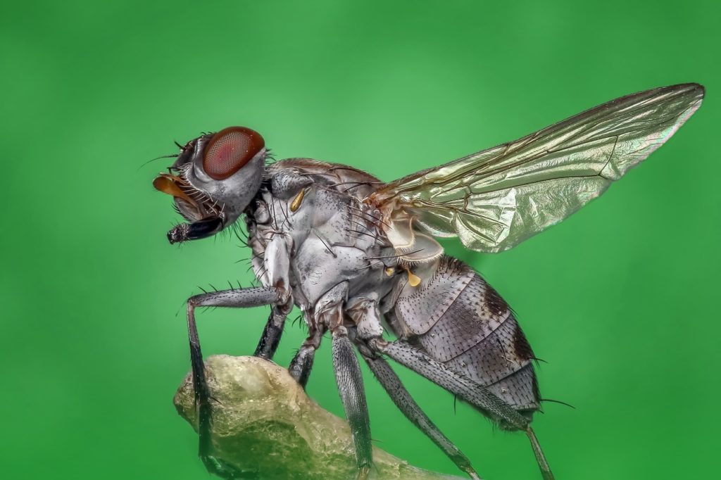 fly closeup