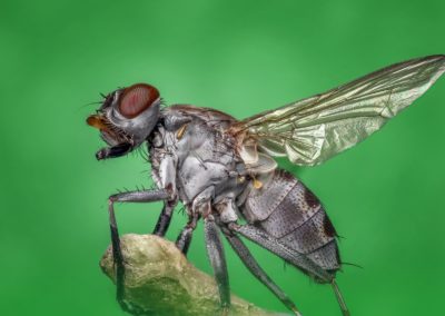 Can Pest Control Get Rid of Flies
