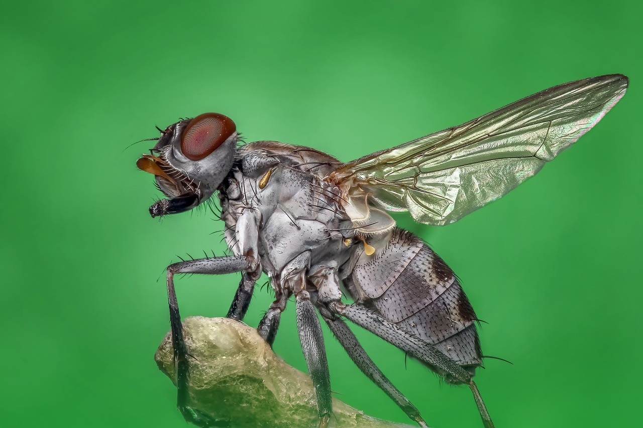 fly closeup