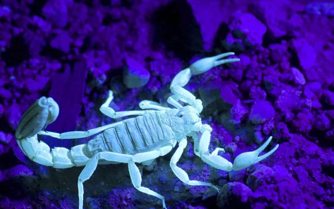 Scorpion Scares and What to Do