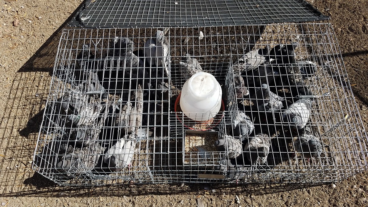 Bird Removal Humane Pigeon Traps