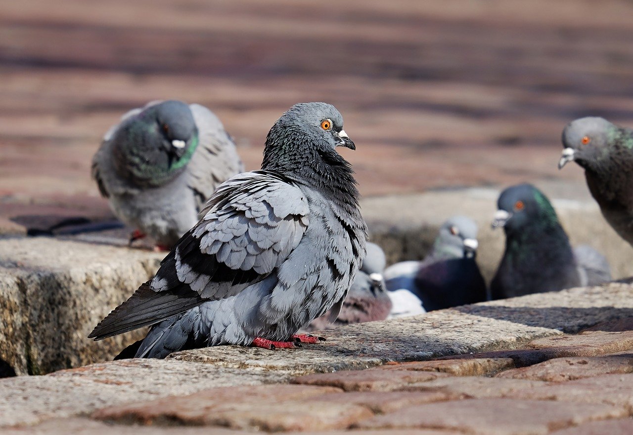 pigeons pigeons