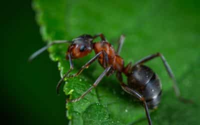 Say Goodbye to Unwelcome Ants