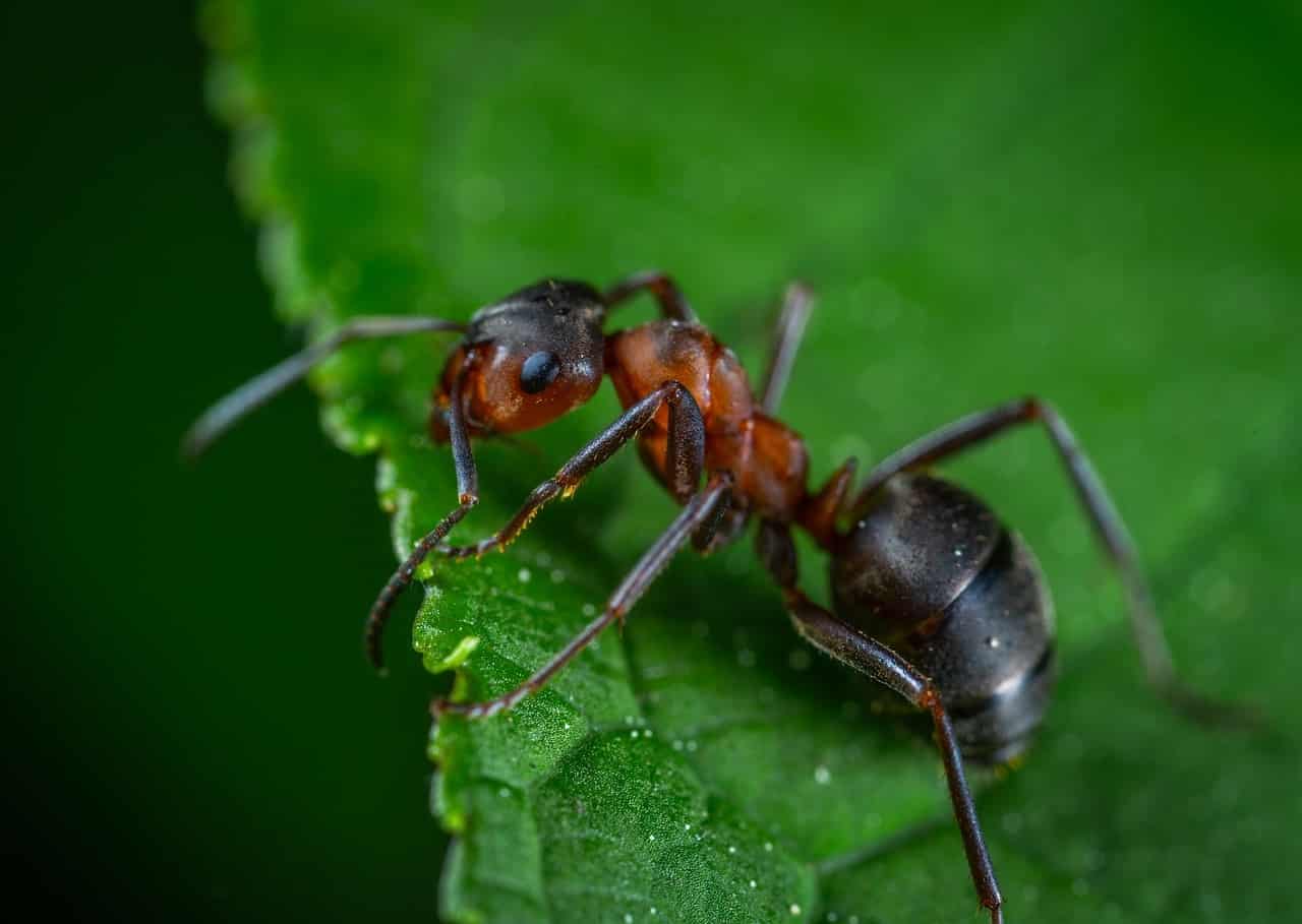 ants prevalent pest