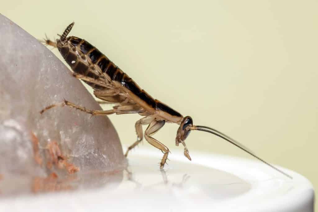insects affect health roach closeup