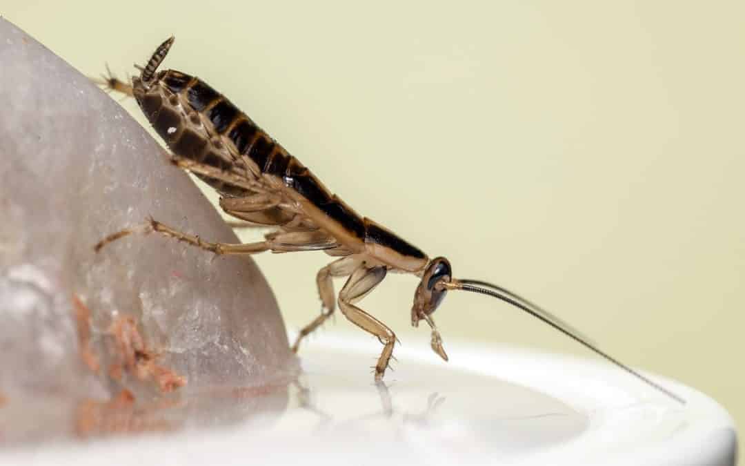 How Pests Affect Your Health