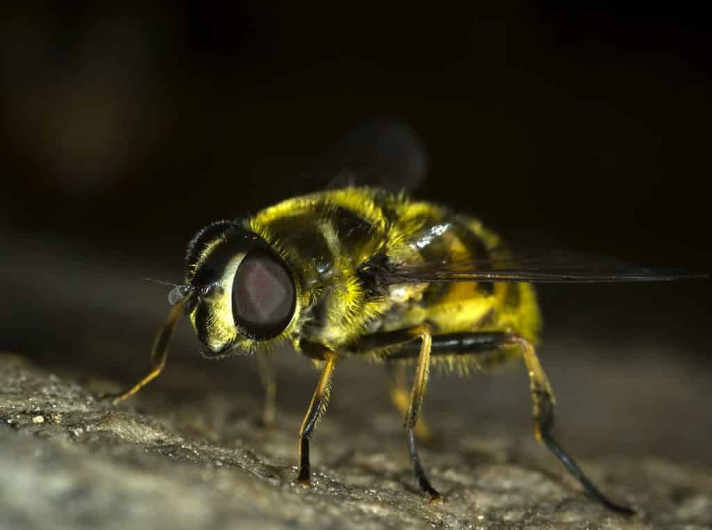 warm weather pests