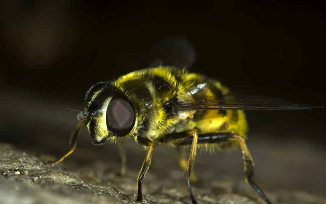 Warm Weather and the Increase of Pests