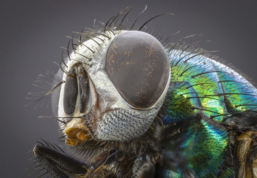 diy pest control