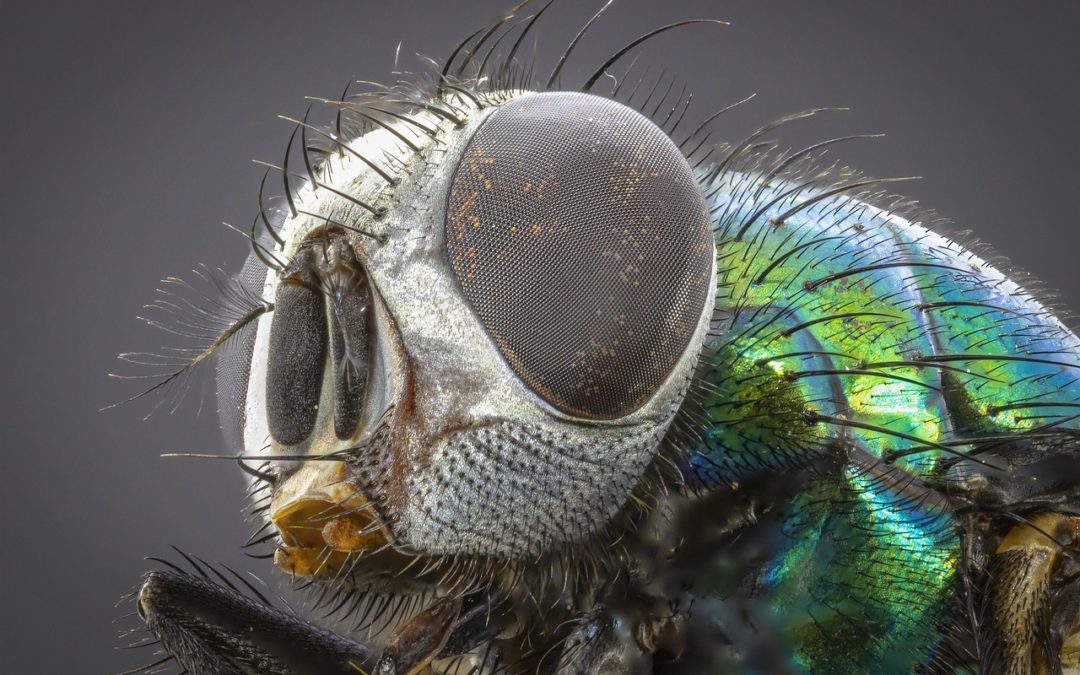 Should You Do Your Own Pest Control?