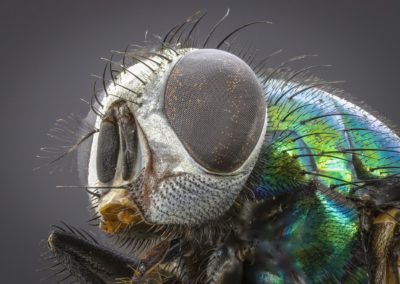 Should You Do Your Own Pest Control